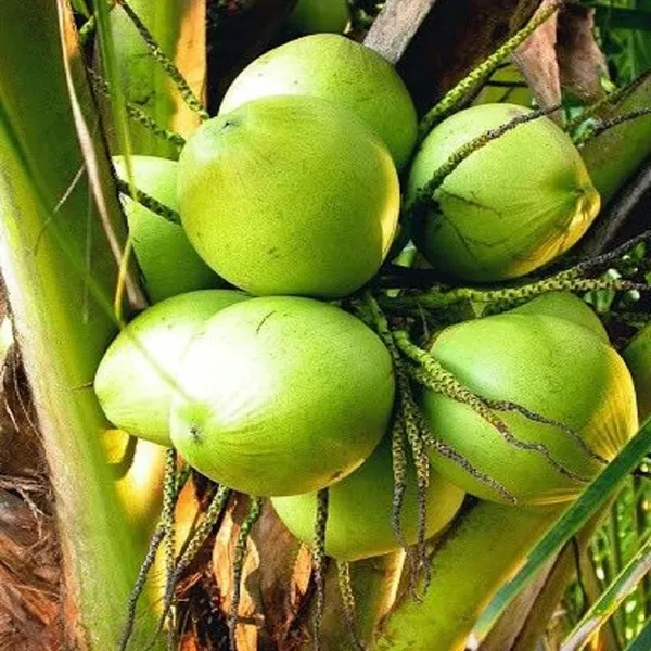 Ganga_Bondam_Coconut_Hybrid_Dwarf_Varaity_Fruit_Plants_Tree_2_4_Size
