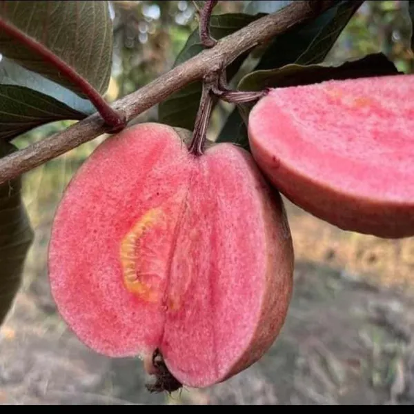 Black_Diamond_Guava_Layering_Grafted_Fruit_Plant
