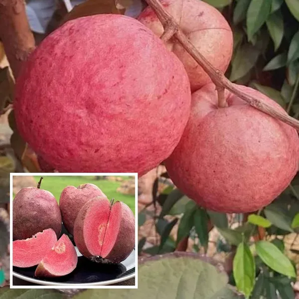 Black_Diamond_Guava_Layering_Grafted_Fruit_Plant