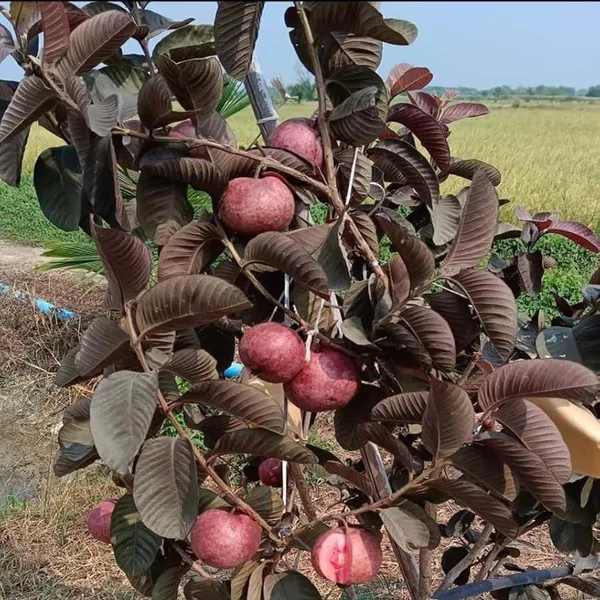 Black_Diamond_Guava_Layering_Grafted_Fruit_Plant