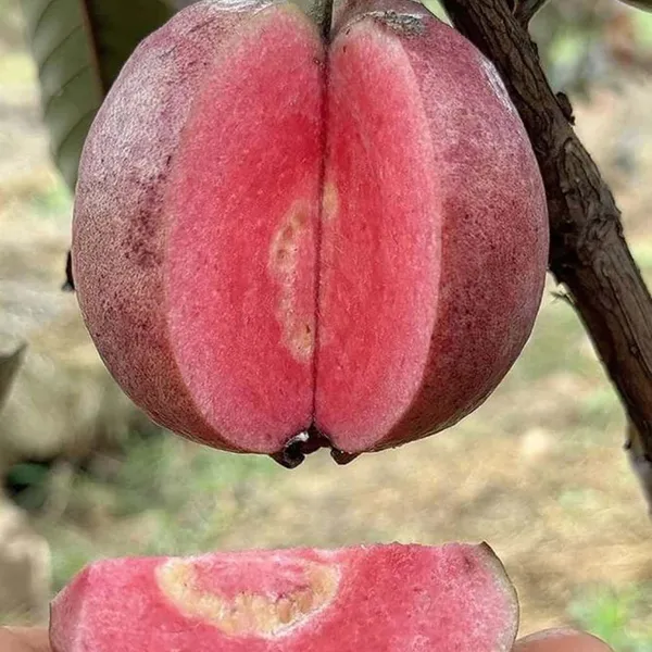Black_Diamond_Guava_Layering_Grafted_Fruit_Plant