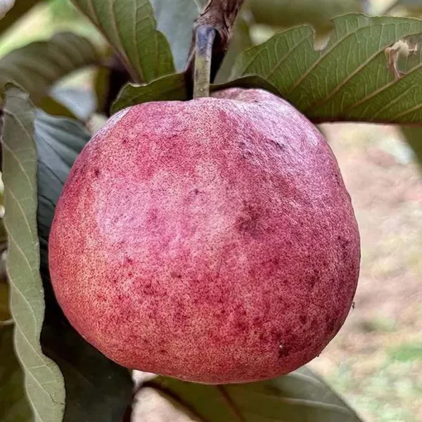 Black_Diamond_Guava_Layering_Grafted_Fruit_Plant
