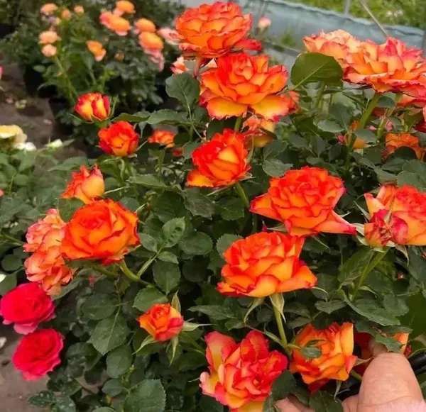 Tequila_Sunrise_Rose_Fragrant_Flower_Plant