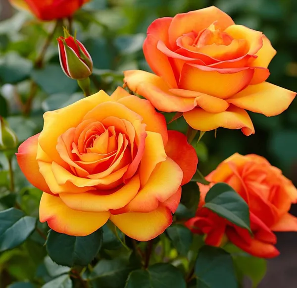 Tequila_Sunrise_Rose_Fragrant_Flower_Plant