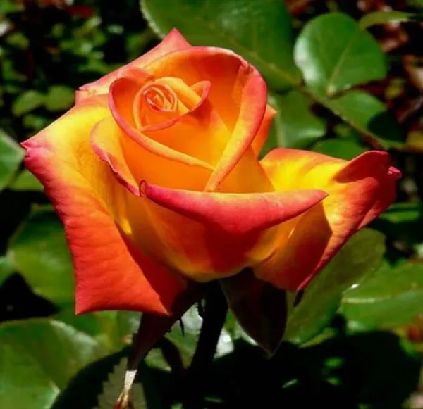 Tequila_Sunrise_Rose_Fragrant_Flower_Plant