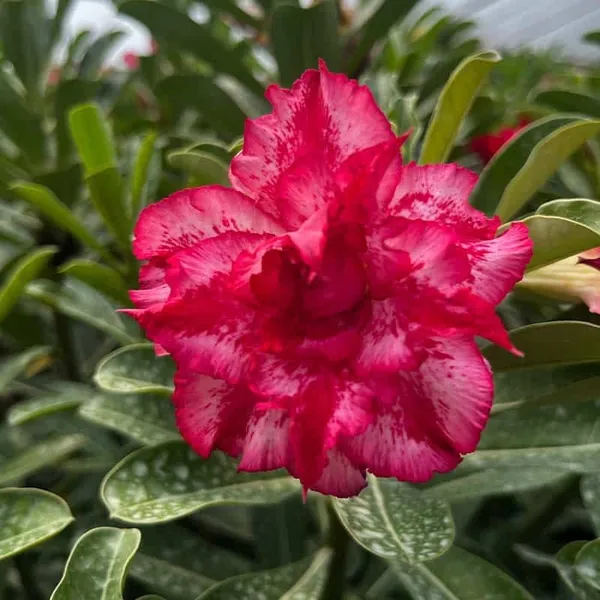 Adenium_Obesum_Desert_Rose_Grafted_Flowers_Plant_Pack_Of_5