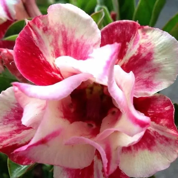 Adenium_Obesum_Desert_Rose_Grafted_Flowers_Plant_Pack_Of_5