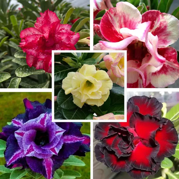 Adenium_Obesum_Desert_Rose_Grafted_Flowers_Plant_Pack_Of_5