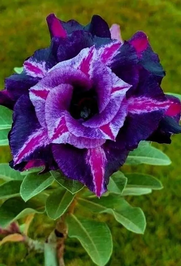 Adenium_Obesum_Desert_Rose_Grafted_Flowers_Plant_Pack_Of_5