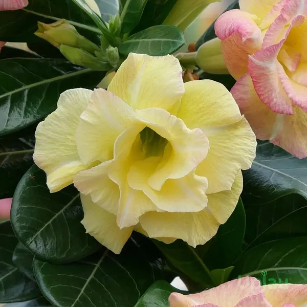 Adenium_Obesum_Desert_Rose_Grafted_Flowers_Plant_Pack_Of_5
