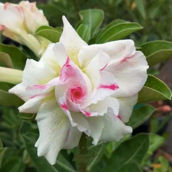 Adenium_Obesum_Desert_Rose_Grafted_Flowers_Plant_Pack_Of_5