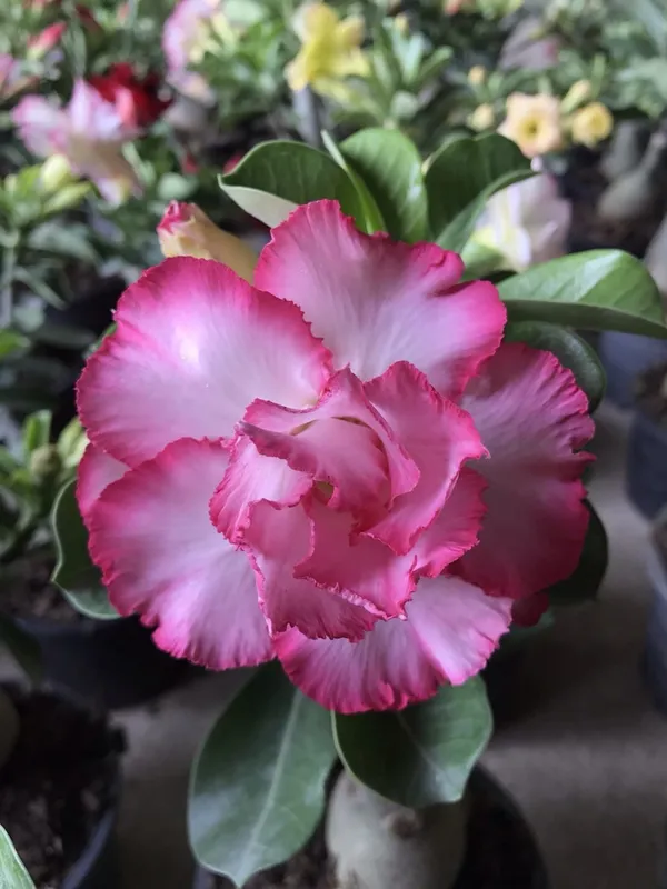 Adenium_Obesum_Desert_Rose_Grafted_Flowers_Plant_Pack_Of_5