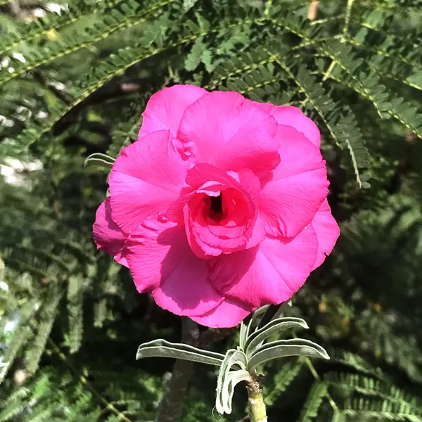 Adenium_Obesum_Desert_Rose_Grafted_Flowers_Plant_Pack_Of_5