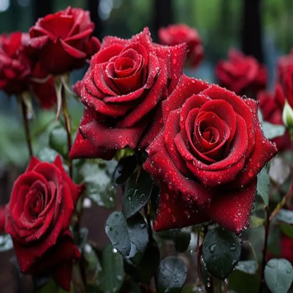 Deep_Red_Rose_Fragrant_Flower_Plant