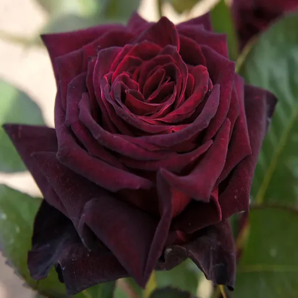Deep_Red_Rose_Fragrant_Flower_Plant