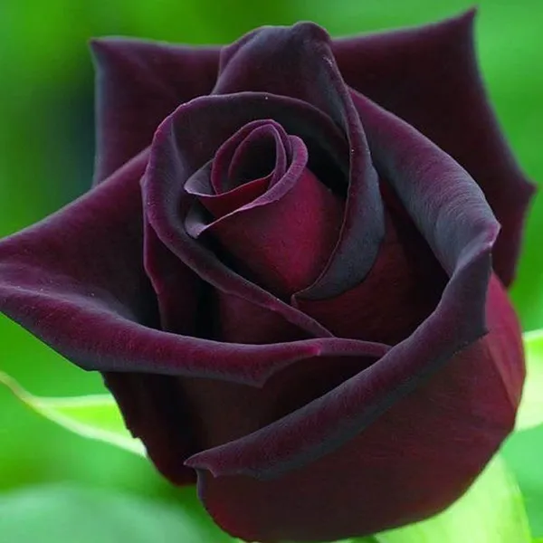 Deep_Red_Rose_Fragrant_Flower_Plant