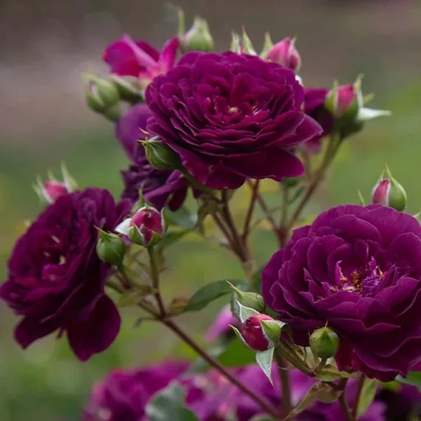 Violet_Rose_Fragrant_Flower_Plant