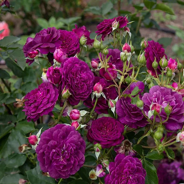 Violet_Rose_Fragrant_Flower_Plant