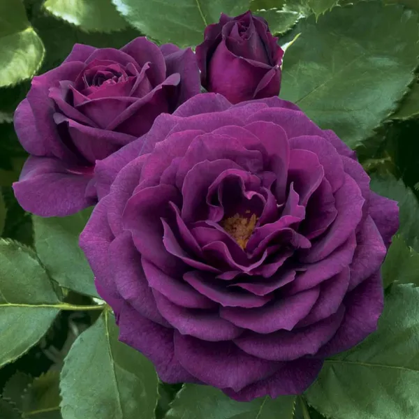 Violet_Rose_Fragrant_Flower_Plant