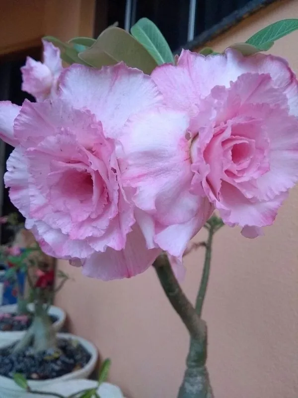 Rosy_Variety_Adenium_Obesum_Grafted_Flowers_Plant_P42