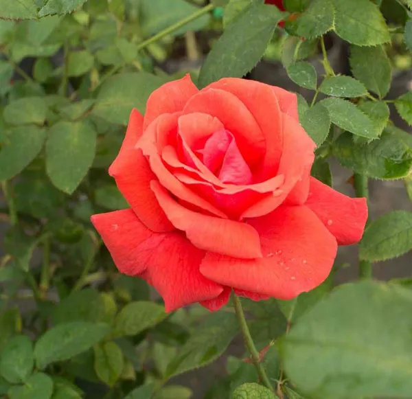 Orange_Pink_Rose_Fragrant_Flower_Plant