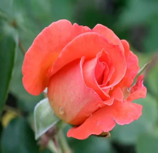 Orange_Pink_Rose_Fragrant_Flower_Plant