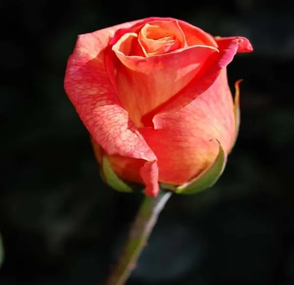 Orange_Pink_Rose_Fragrant_Flower_Plant