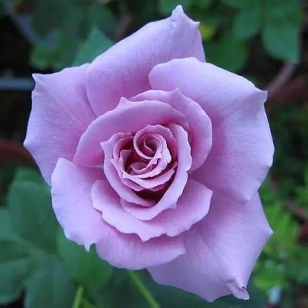 Blue_Moon_Rose_Fragrant_Flower_Plant