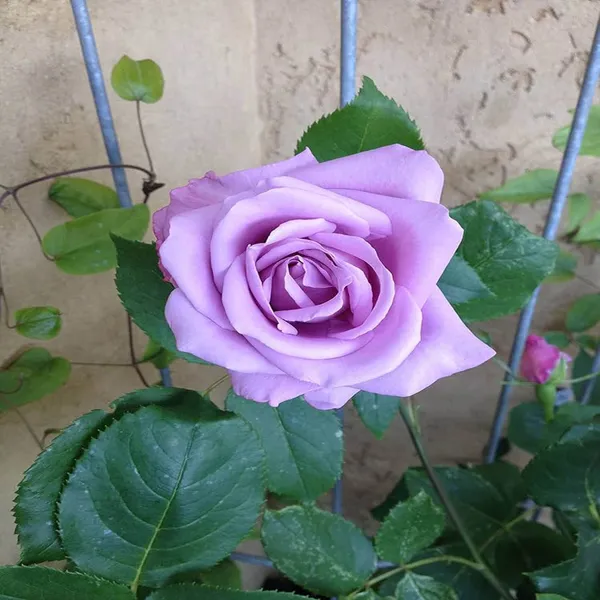 Blue_Moon_Rose_Fragrant_Flower_Plant