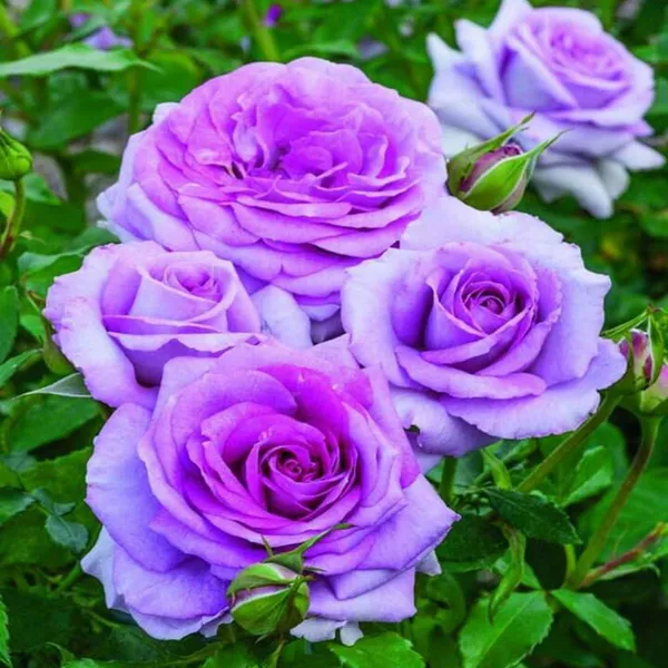Blue_Moon_Rose_Fragrant_Flower_Plant
