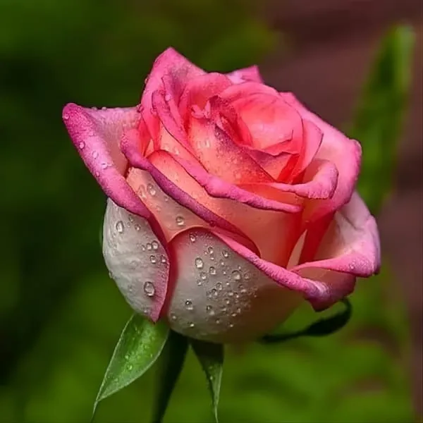 Salmon_Pink_Rose_Fragrant_Flower_Plant