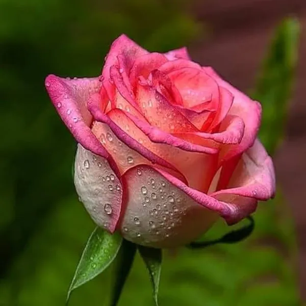 Salmon_Pink_Rose_Fragrant_Flower_Plant