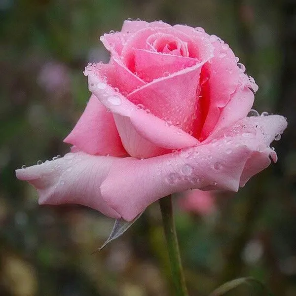 Salmon_Pink_Rose_Fragrant_Flower_Plant