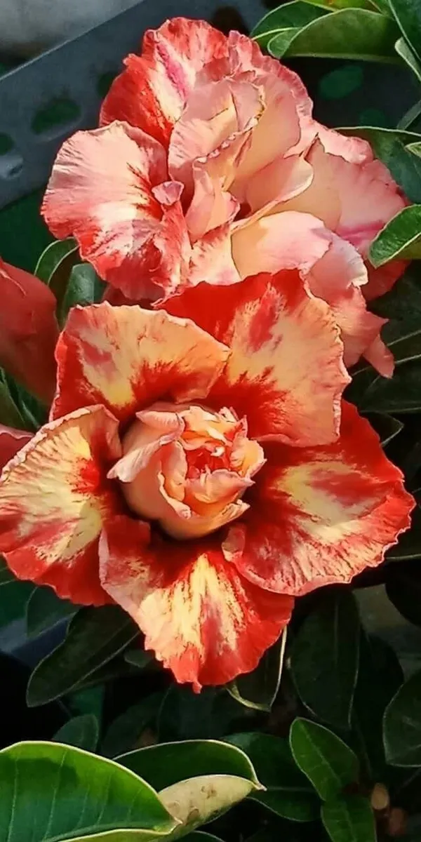 Rosy_Verity_Adenium_Obesum_Desert_Rose_Grafted_Flowers_Plant_P41