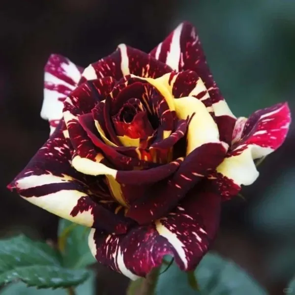 Deep_Red_Crimson_Rose_Fragrant_Flower_Plant