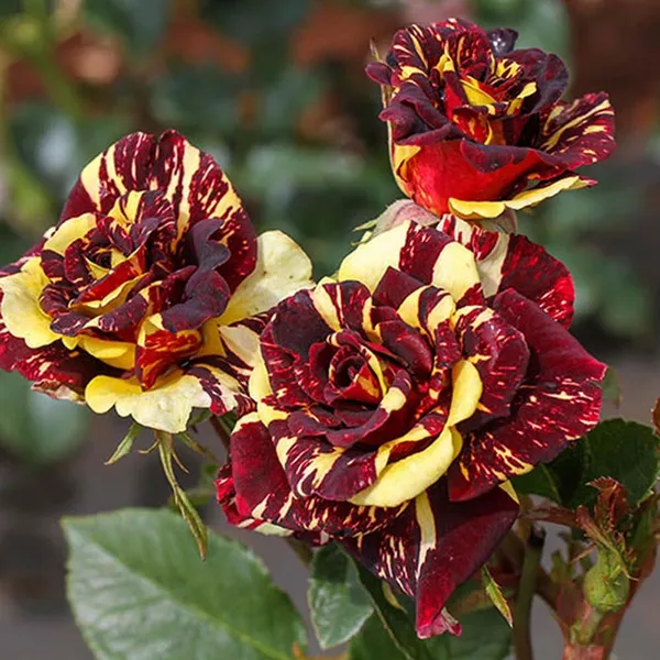 Deep_Red_Crimson_Rose_Fragrant_Flower_Plant