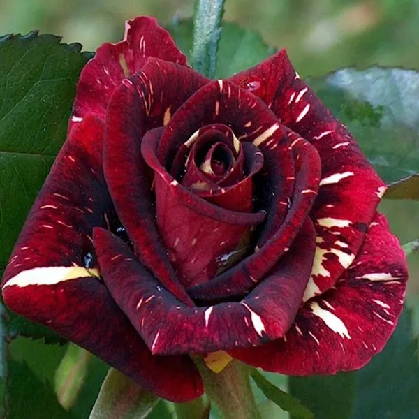 Deep_Red_Crimson_Rose_Fragrant_Flower_Plant