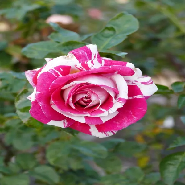 Bi_Color_Rose_Fragrant_Flower_Plant