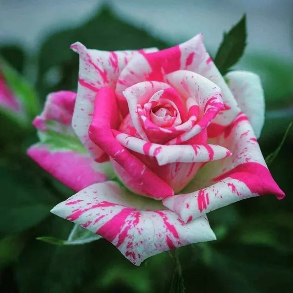 Bi_Color_Rose_Fragrant_Flower_Plant