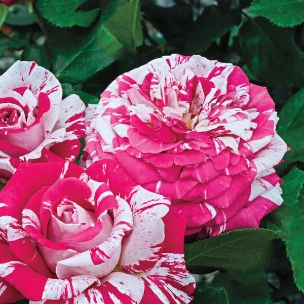 Bi_Color_Rose_Fragrant_Flower_Plant