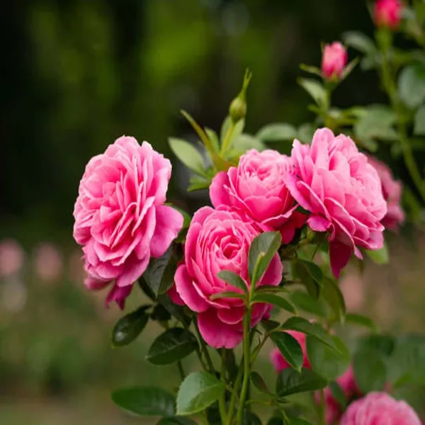 Pink_Rose_Fragrant_Flower_Plant