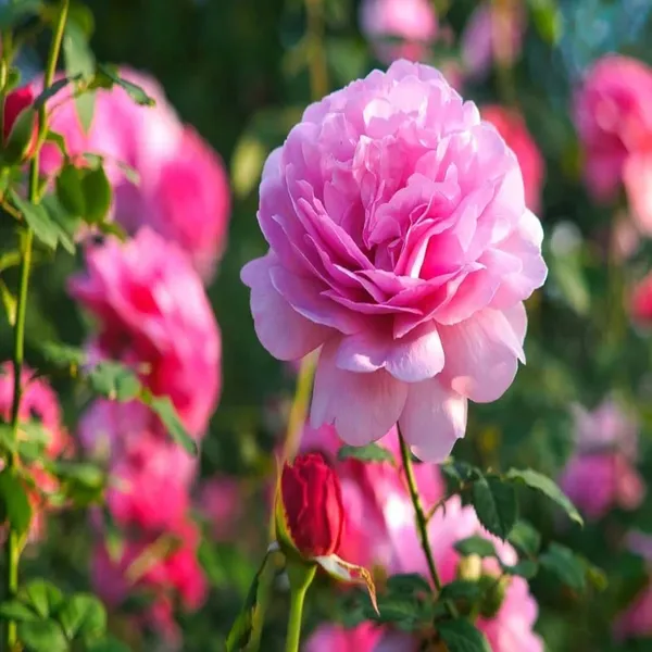 Pink_Rose_Fragrant_Flower_Plant