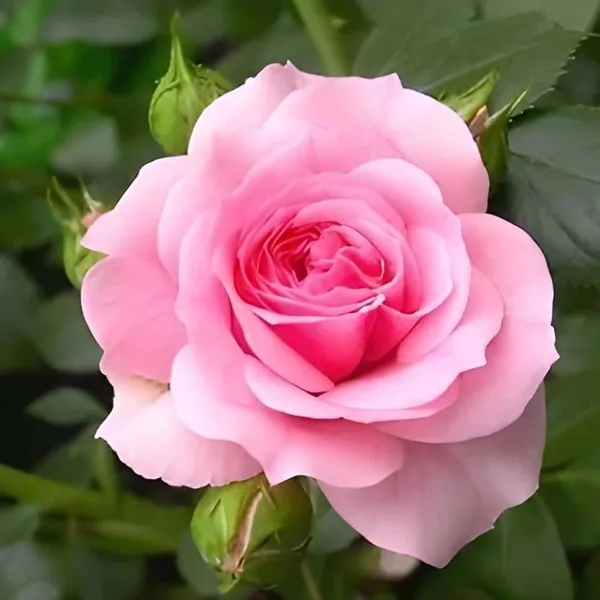 Pink_Rose_Fragrant_Flower_Plant
