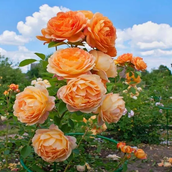 Soft_Peach_Rose_Fragrant_Flower_Plant