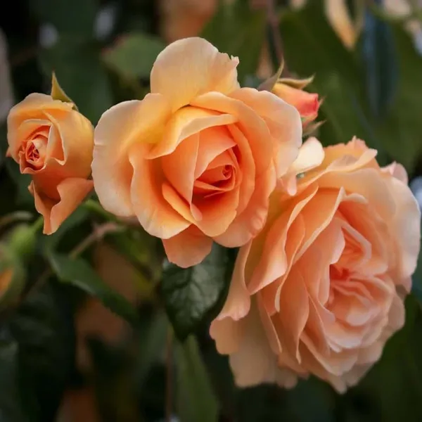 Soft_Peach_Rose_Fragrant_Flower_Plant
