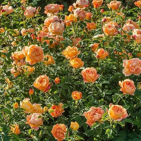 Soft_Peach_Rose_Fragrant_Flower_Plant