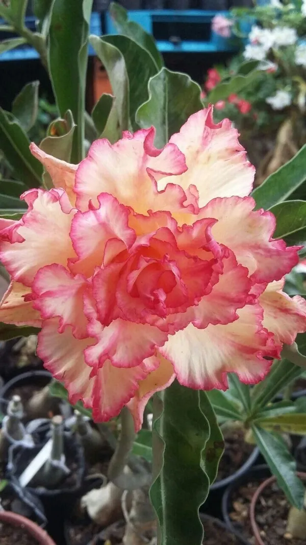 Rosy_Variety_Adenium_Obesum_Desert_Rose_Grafted_Flowers_Plant_P39