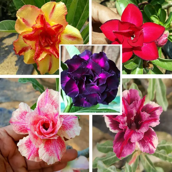 Adenium_Obesum_Desert_Rose_Grafted_Flowers_Plant_Pack_Of_5