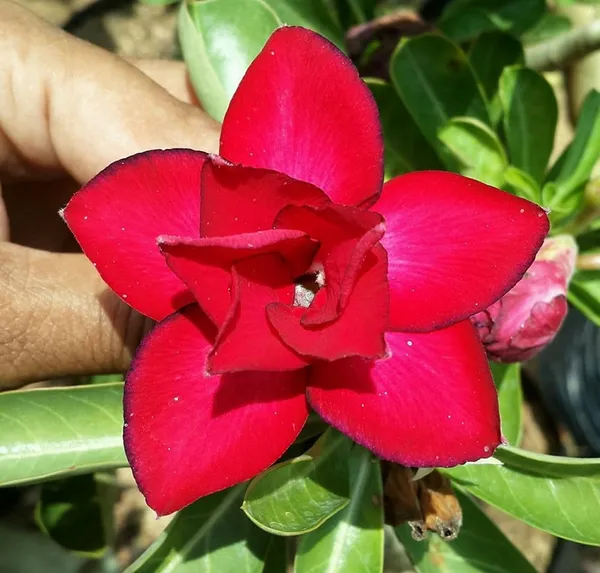Adenium_Obesum_Desert_Rose_Grafted_Flowers_Plant_Pack_Of_5