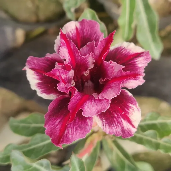 Adenium_Obesum_Desert_Rose_Grafted_Flowers_Plant_Pack_Of_5